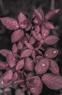 Close-up of pink flower