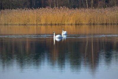 Swan swimming on lake