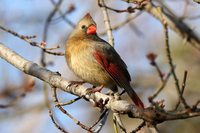 Low angle view of bird perching on branch