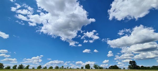 Low angle view of trees against blue sky