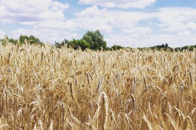 Scenic view of wheat field against sky