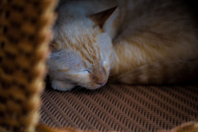 Close-up of cat sleeping