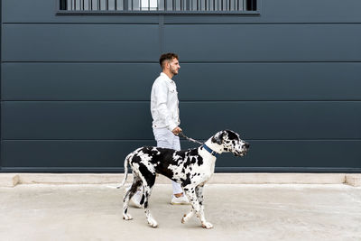 Side view of male owner standing with big harlequin great dane dog during stroll in city and looking away