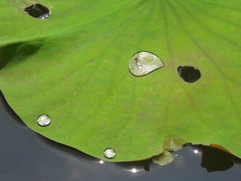 Close-up of water drops on leaf