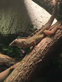 Close-up of lizard on wooden plank