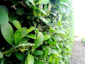 Close-up of fresh green leaves