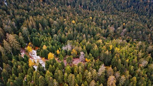 High angle view of trees growing on field