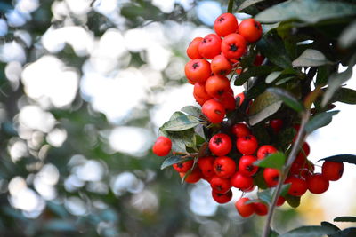 Close-up of red berries growing on tree