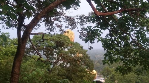 Trees on landscape against sky