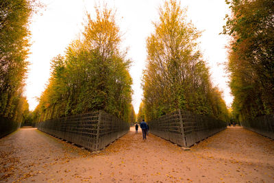 Rear view of woman walking on footpath amidst trees during autumn