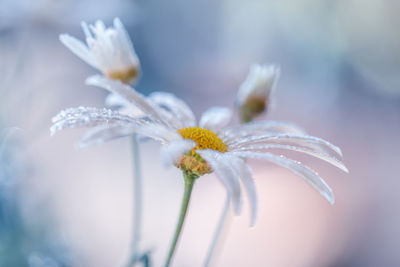 Close-up of white flowering plant