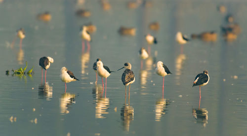 Closeup shot of migratory bird perching on the lake water