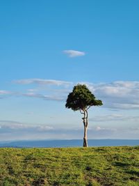 Tree on field against sky