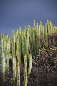 Close-up of cactus plants on field against sky