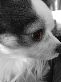 Close-up portrait of dog