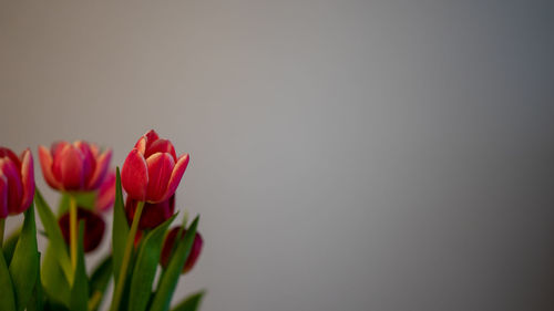 Close-up of pink tulips against white background