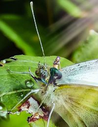 Close-up of insect on flower