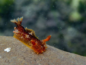 Close-up of orange on rock by sea