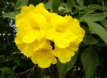 Close-up of yellow flower