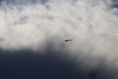 Low angle view of birds flying in sky
