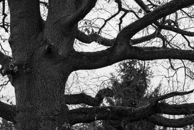 Low angle view of bare trees