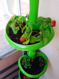 High angle view of potted plant on table