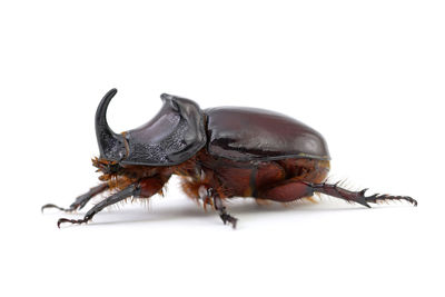 Close-up of insect on white background