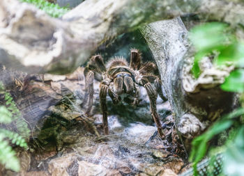 High angle view of spider on web