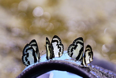 Close-up of butterfly on leaf