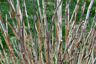 Full frame shot of bamboo plants on field