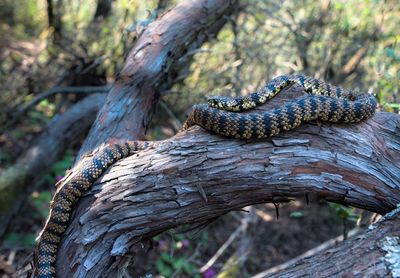 Close-up of snake on tree trunk