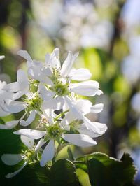 Close-up of white flowers blooming on tree