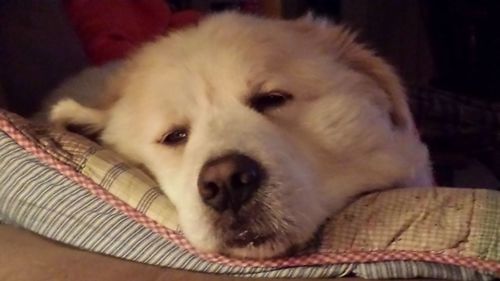 Close-up portrait of a dog