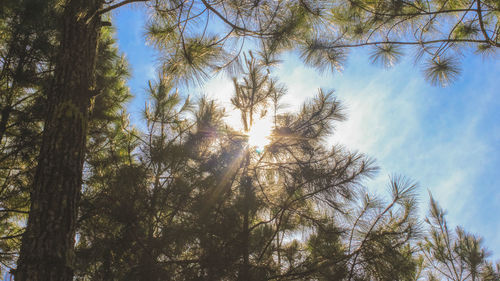 Low angle view of sunlight streaming through trees