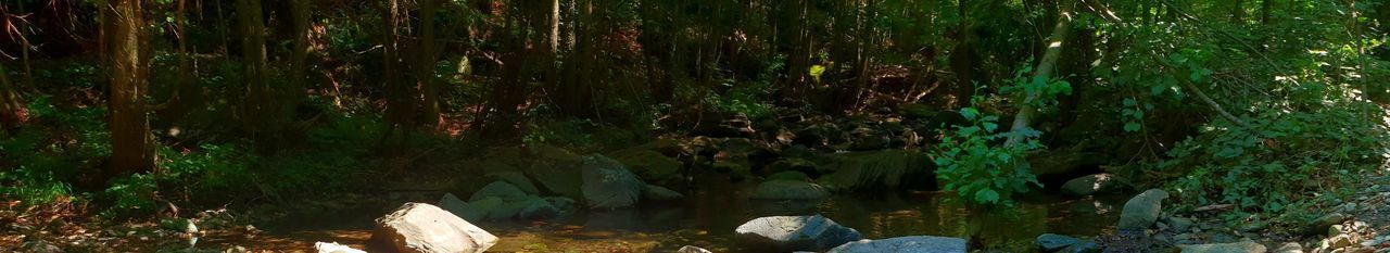 Scenic view of rocks in forest