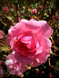 Close-up of pink rose blooming outdoors