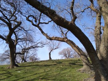 Trees on landscape against sky