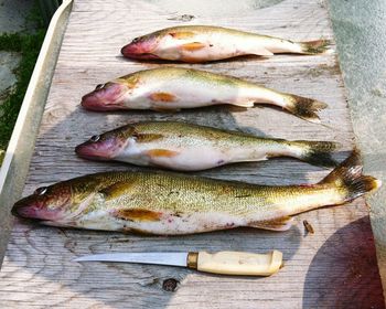 High angle view of fish in container