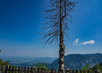 Bare tree against blue sky