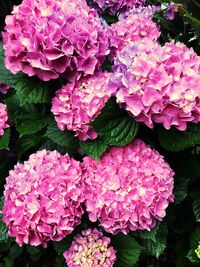 Close-up of pink hydrangea blooming outdoors