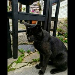 Close-up of cat sitting outdoors