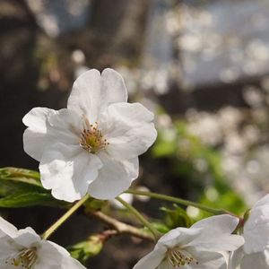 Close-up of fresh white flower