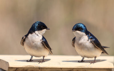 Tree swallows perching on birdhouse