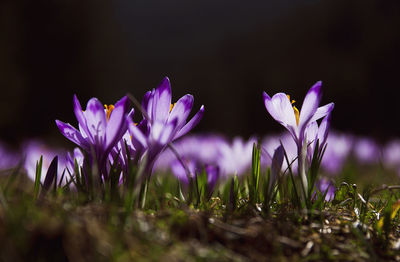 Close-up of purple flowers blooming in field