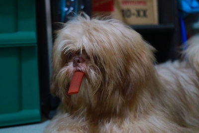 Close-up of dog sticking out tongue