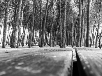 Empty road in forest