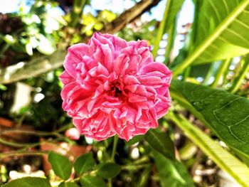 Close-up of pink flower blooming outdoors