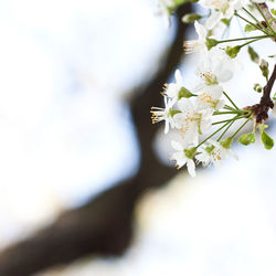 Close-up of white cherry blossom