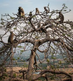 Low angle view of bird perching on tree