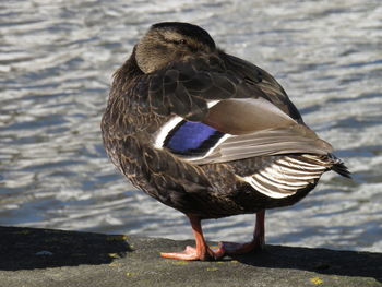 Close-up of duck on the lake